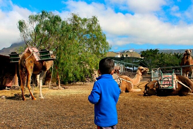 Skip the Line: Camel Park Tenerife Ticket - Skip the Line and priority entry: what it changes for your schedule