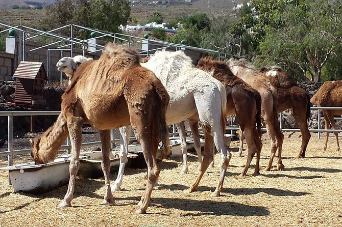 Skip the Line: Camel Park Tenerife Ticket - Farm, plants, animals, and a photography exhibition you can actually enjoy