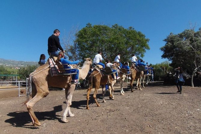 Skip the Line: Camel Park Tenerife Ticket - Pickup request and getting there near public transport