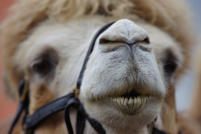 Skip the Line: Camel Park Tenerife Ticket - Restaurant time and planning your refreshments