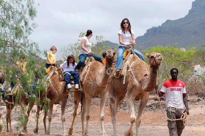 Skip the Line: Camel Park Tenerife Ticket - Price and value for families, and the main complaint to watch for