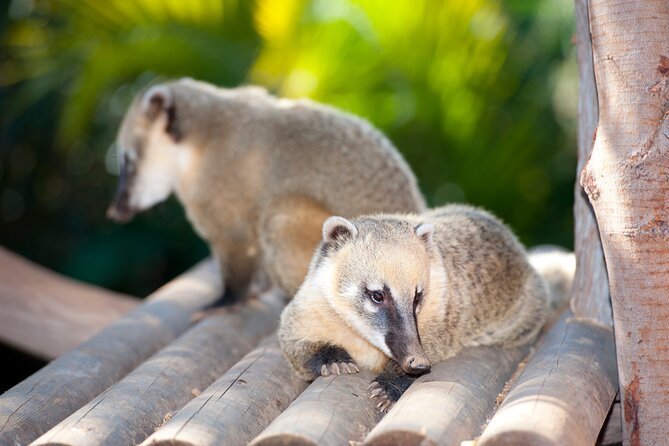 Skip the Line: Jungle Park Tenerife Entrance Ticket - Skip the line, but plan for real queues and weather