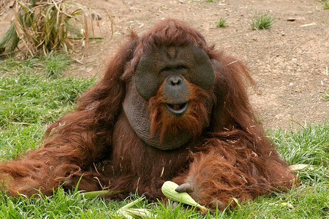 Skip the Line: Jungle Park Tenerife Entrance Ticket - What you will see in the Jungle Park, big cats to penguins