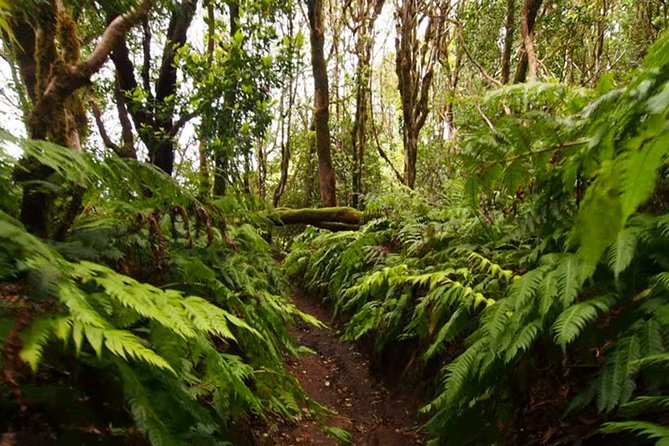 Small Group Guided Hiking in Anaga Rural Park in Tenerife - Key Things to Know Before You Go