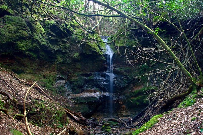 Small Group Guided Hiking in Anaga Rural Park in Tenerife - Starting at Cafetería Carmita, Then Heading Toward Monte de La Orilla