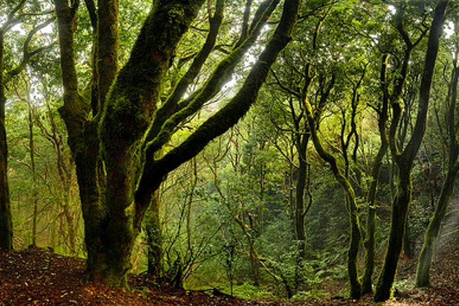 Small Group Guided Hiking in Anaga Rural Park in Tenerife - Should You Book This Anaga Rural Park Small-Group Hike?