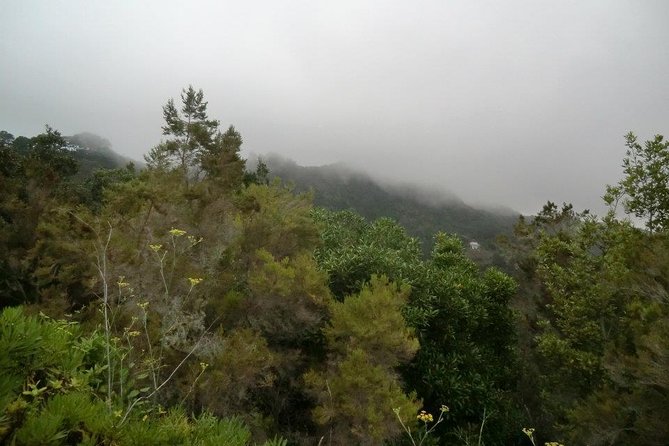 Small Group Guided Hiking in Anaga Rural Park in Tenerife - The Easy Forest Walk: What You Will Actually Feel on the Trail