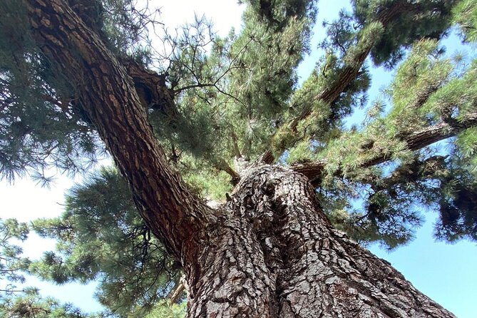 Small Group Teide National Park Volcanic and Forest Wonders - Boca Tauce and the Teide and Pico Viejo Views