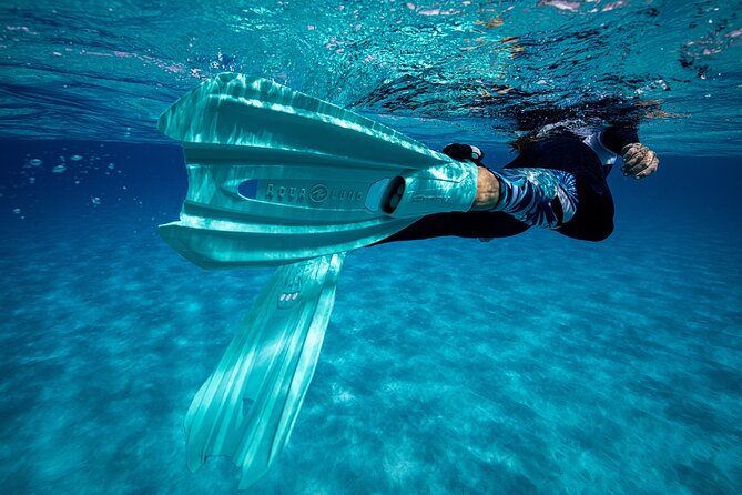 Snorkel Rental 24h, discover Tenerifes Ocean on your own! - How to spend your snorkeling time once you’re in the water
