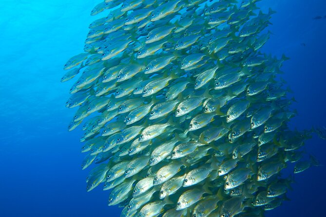Snorkel Rental 24h, discover Tenerifes Ocean on your own! - Pick up your snorkel kit in Radazul, then use it for a full 24 hours