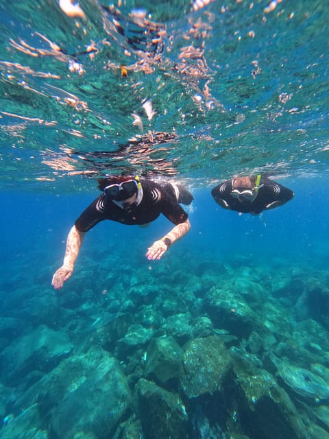 Snorkeling Boat Trip in Marine Turtles Natural Habitat - Marine Turtles in the Canary Islands, and Why the Rules Matter