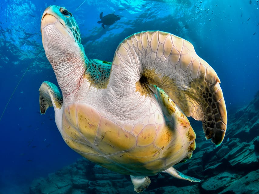 Snorkeling Boat Trip in Marine Turtles Natural Habitat - Should You Book This Canaries Turtles Snorkeling Trip?