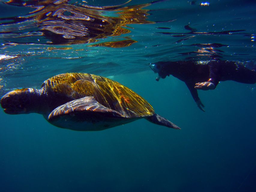 Snorkeling in a Volcanic Bay - Marina South to Las Galletas, what to expect before you hit the water