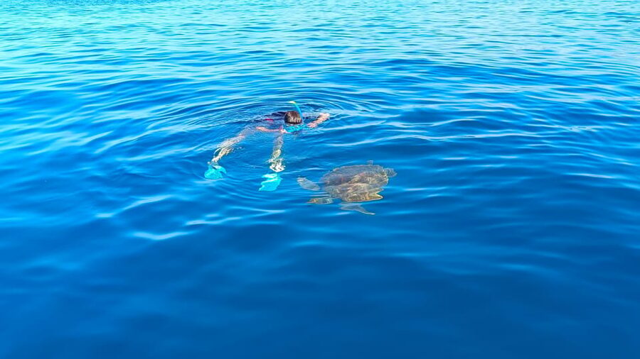 Snorkeling in a Volcanic Bay - Price and value: is $69 a good deal here?