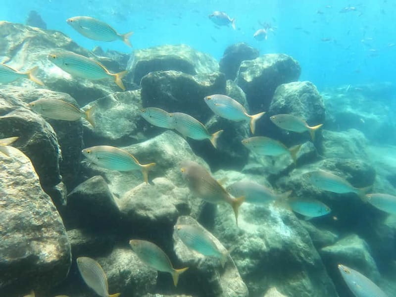 Snorkeling in tenerife south: Discover the underwater world - Snorkeling in Tenerife South: what this experience actually feels like