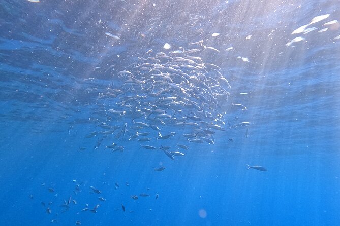 Snorkeling with a Professional Instructor in Tenerife - Snorkeling Time, Photos and Videos, and Ray-Watching