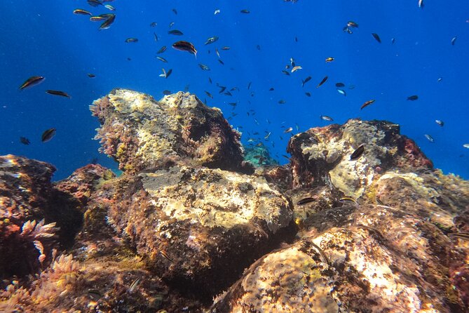 Snorkeling with a Professional Instructor in Tenerife - Gear Setup and How to Avoid Common Snorkeling Friction