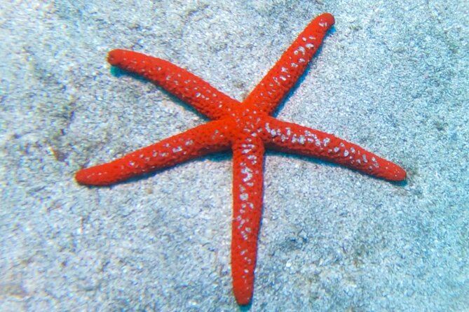 Snorkeling with a Professional Instructor in Tenerife - Pickup, Travel Time, and the 3-Hour Rhythm
