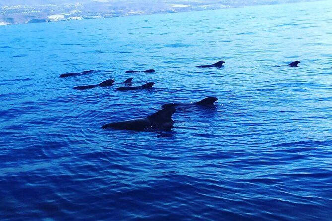 South Coast Tenerife Cruise - The outbound search for whales and dolphins
