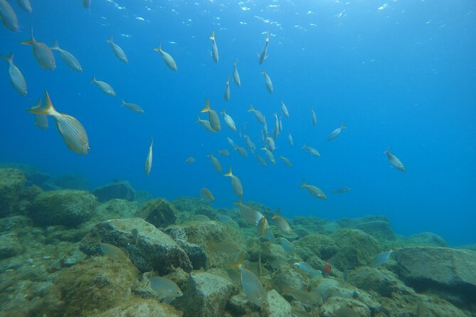 South of Tenerife : DSD Scuba Diving for beginners, Adeje - Shallow Water Skills: First Regulator Breath and Buoyancy Practice