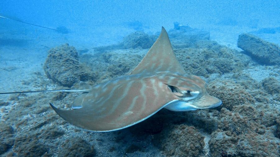 South Tenerife: Guided Snorkeling - Hotel Pickup and Equipment Fitting That Actually Helps