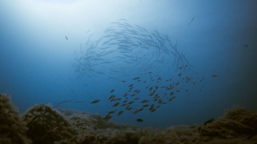 South Tenerife: Guided Snorkeling - Price and Value: What $46 Really Buys You
