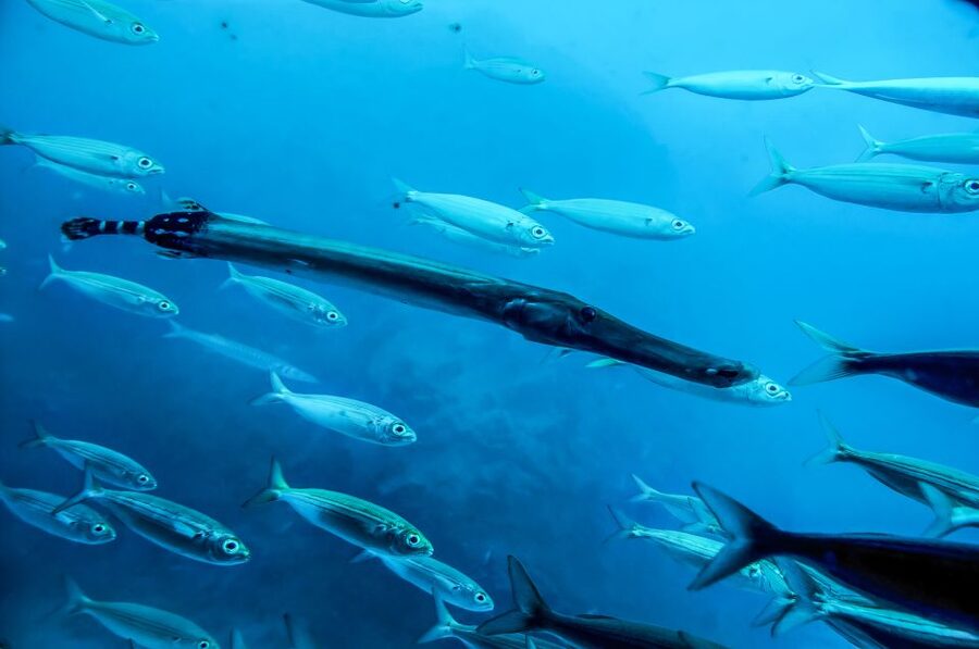 Southern Tenerife: 50-Minute Submarine Dive - Practical tips so your trip runs smoothly