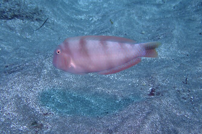 SSI basic diver In Tenerife - 2 Dives - SSI Basic Diver Mini in Tenerife: what you’re really booking