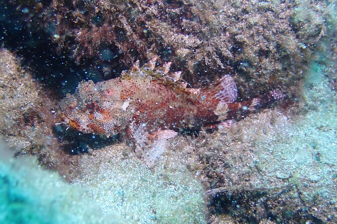 SSI basic diver In Tenerife - 2 Dives - Second session up to 12m: weightlessness and reef time