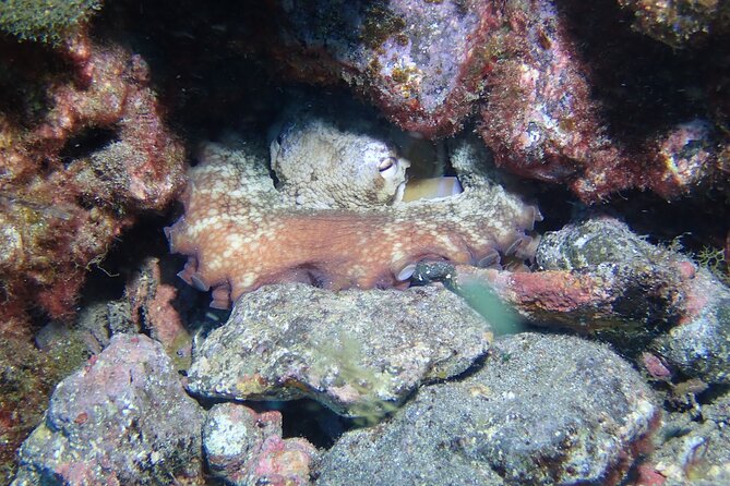 SSI basic diver In Tenerife - 2 Dives - SSI training pathway: how this sets you up for Scuba Diver or Open Water