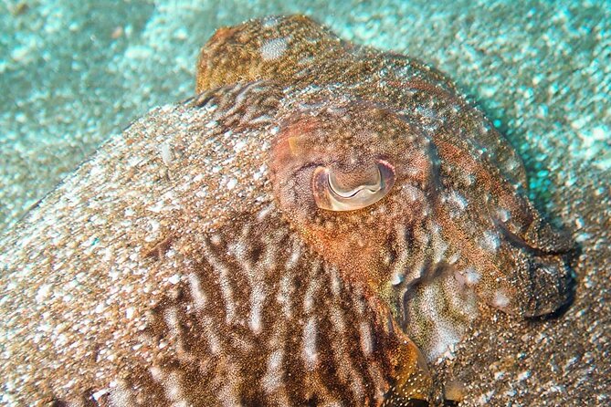SSI basic diver In Tenerife - 2 Dives - First underwater session: learning breathing and control fast