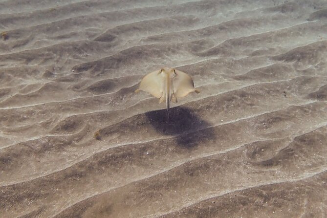 SSI Open Water, South Tenerife - Meet at Av. Magallanes, 5, El Médano, Then Get Moving at 8:30 am