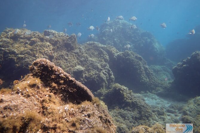 SSI Open Water, South Tenerife - Getting Value From a 3-Day Course: How to Prepare