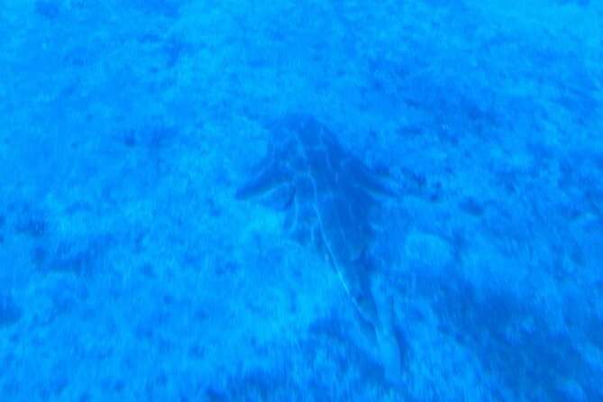 Submarine tour Tenerife: a 1 hour underwater experience - Audio in English, Plus the Multilanguage Bonus
