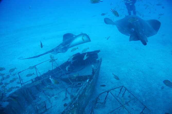 Submarine tour Tenerife: a 1 hour underwater experience - Boarding and Comfort: Seats, Space, and Mobility Reality