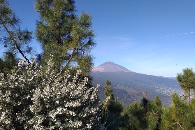 Teide essential Shore Excursion VIP TOUR - A VIP Teide day that trades crowds for focus