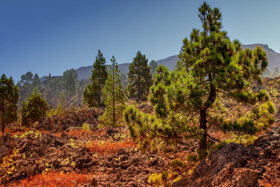Teide: Guided Sunset & Stargazing Tour by Night with Dinner - Teide at Night: why this 9-hour combo works