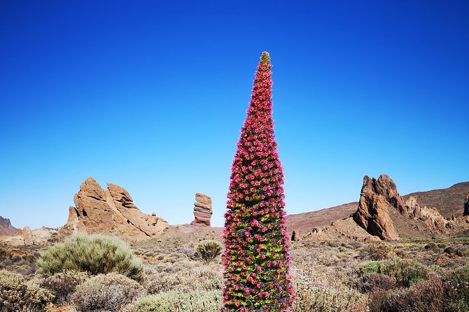 Teide National Park for smaller groups - Price and value: what $78.44 gets you, and what it does not