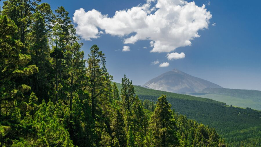 Teide National Park: Landscapes and Viewpoints Private Tour - Who this Teide private tour is best for