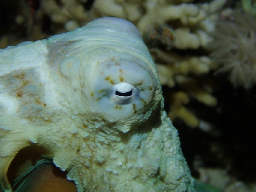 Tenerife: 2-Dive Private Scuba Discovery Course - Key things to know before you go