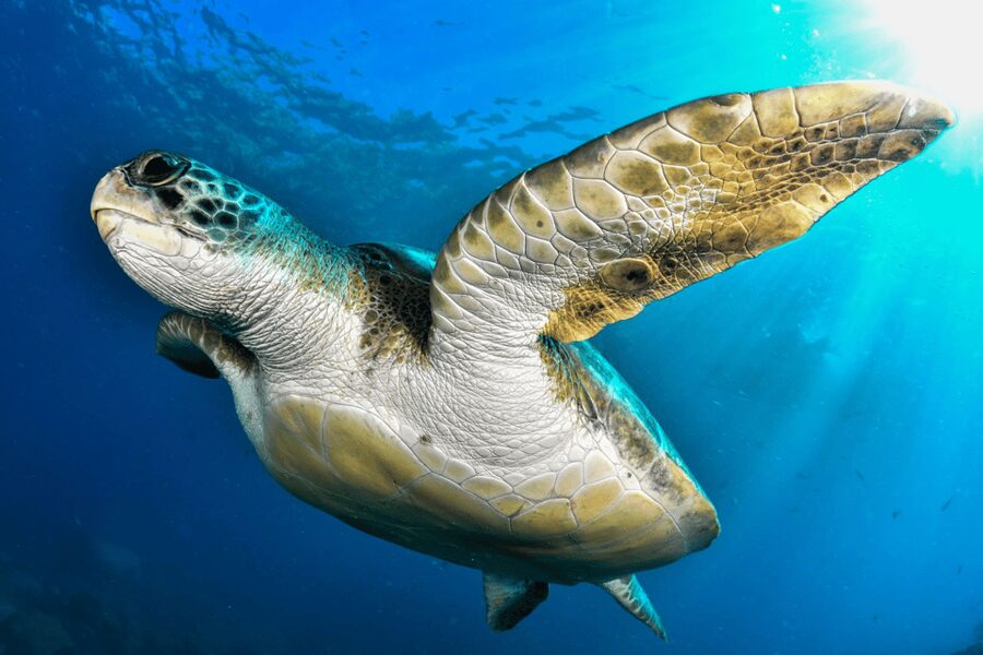 Tenerife: 2-Dive Private Scuba Discovery Course - What to bring, what rules you follow, and how not to wreck the day