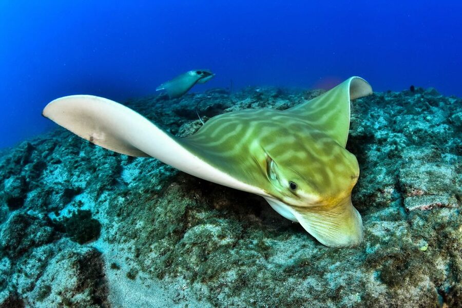 Tenerife: 2-Dive Private Scuba Discovery Course - FAQ