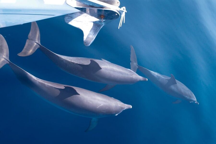 Tenerife: 3 &-6 Hour Private Whale & Dolphin Watching - Quick Hits: What Makes This Tenerife Whale and Dolphin Sail Worth Your Time