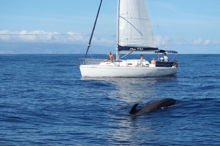 Tenerife: 3 &-6 Hour Private Whale & Dolphin Watching - The Main Sea Time: Sonar Listening and Whale, Dolphin, and Turtle Spotting