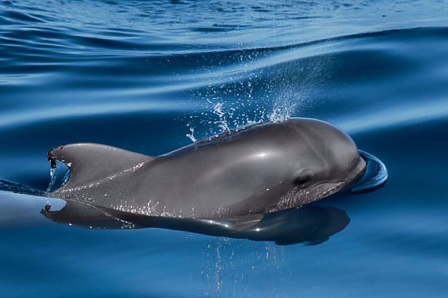 Tenerife: 3 &-6 Hour Private Whale & Dolphin Watching - Swim and Snorkel Time That Lets You Actually Enjoy the Water