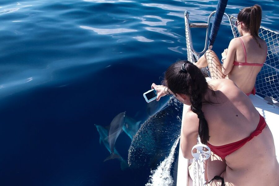 Tenerife: 3 &-6 Hour Private Whale & Dolphin Watching - Price and Value: What $1,101 Per Group Really Means