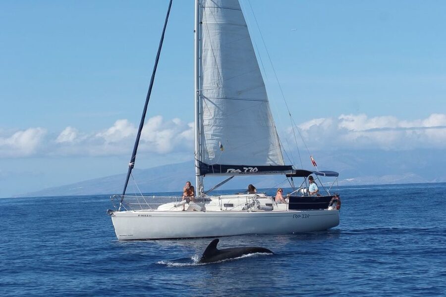 Tenerife: 3 &-6 Hour Private Whale & Dolphin Watching - Boarding Gran Azor at Puerto Colón, Dock 2, With a Small-Group Vibe