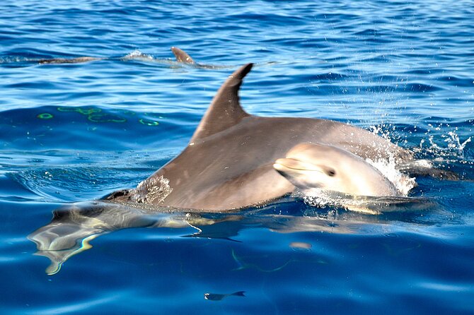 Tenerife 3-Hour Discover Whales and Dolphins - Food and drinks: lunch that feels like part of the day