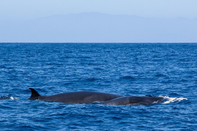 Tenerife 3-Hour Discover Whales and Dolphins - Wildlife etiquette that actually affects your experience