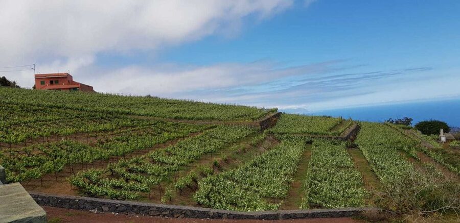 Tenerife: 4-Hour Gauchinche Food Tour - Traditional Guachinche lunch: starters and rotisserie mains
